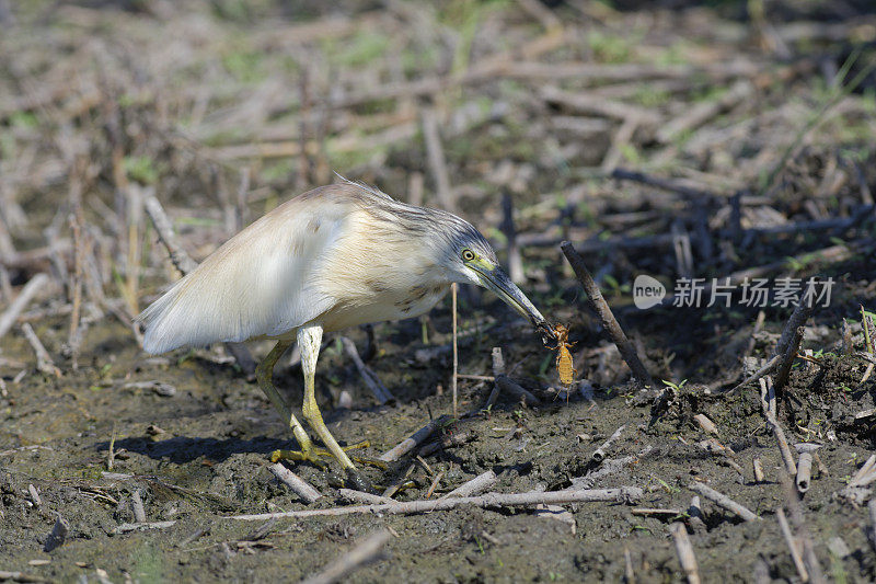 Squacco heron吃鼹鼠蟋蟀